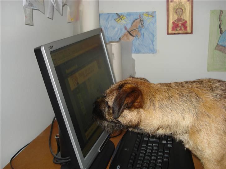 Border terrier Lutra´s Xenia - COMPUTERNØRD billede 12