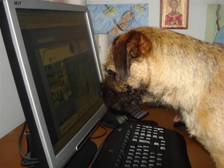 Border terrier Lutra´s Xenia - COMPUTERNØRD billede 13