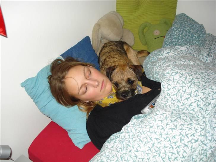 Border terrier Lutra´s Xenia - Wibbi og Xenia hygger:) billede 14