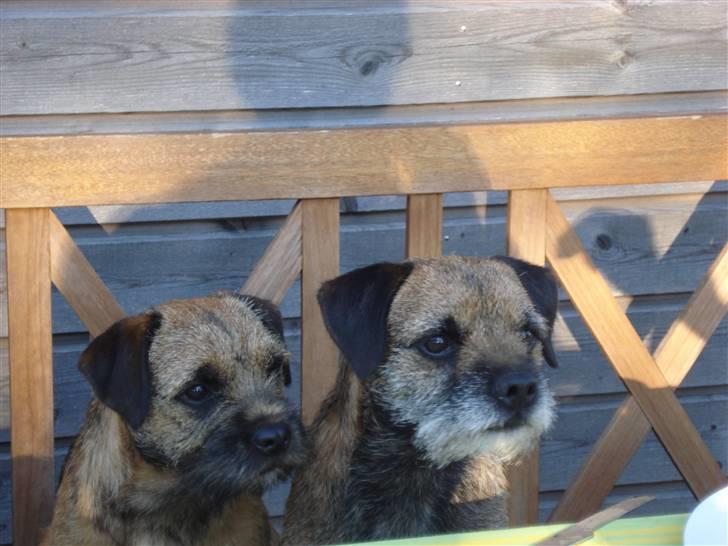 Border terrier Lutra´s Xenia - Mine smukke hunde:)  billede 15