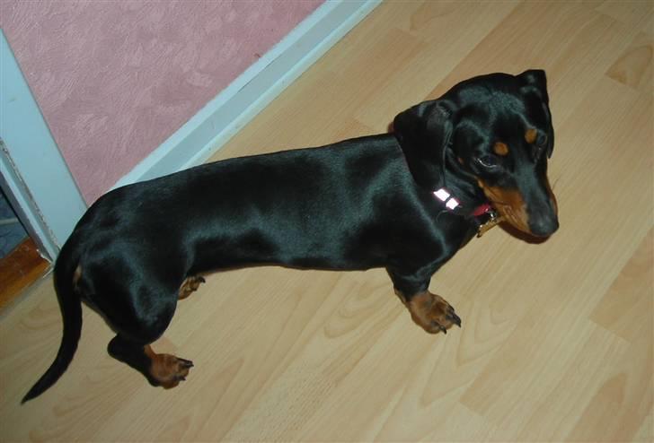 Gravhund Teddi - Her er jeg 11mdr.  billede 15