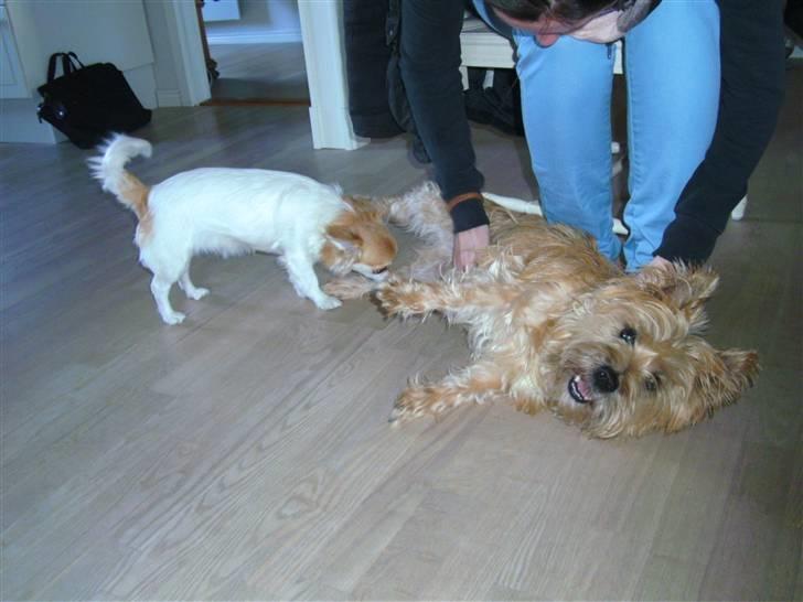 Cairn terrier Luigi billede 3