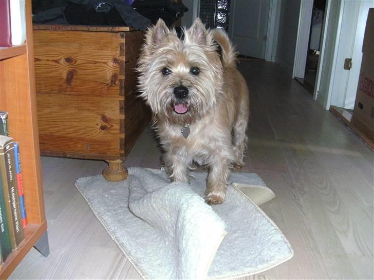 Cairn terrier Luigi billede 4