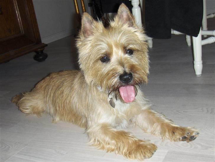 Cairn terrier Luigi billede 5