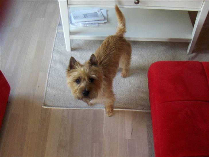 Cairn terrier Luigi billede 6
