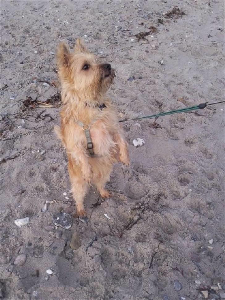 Cairn terrier Luigi billede 7