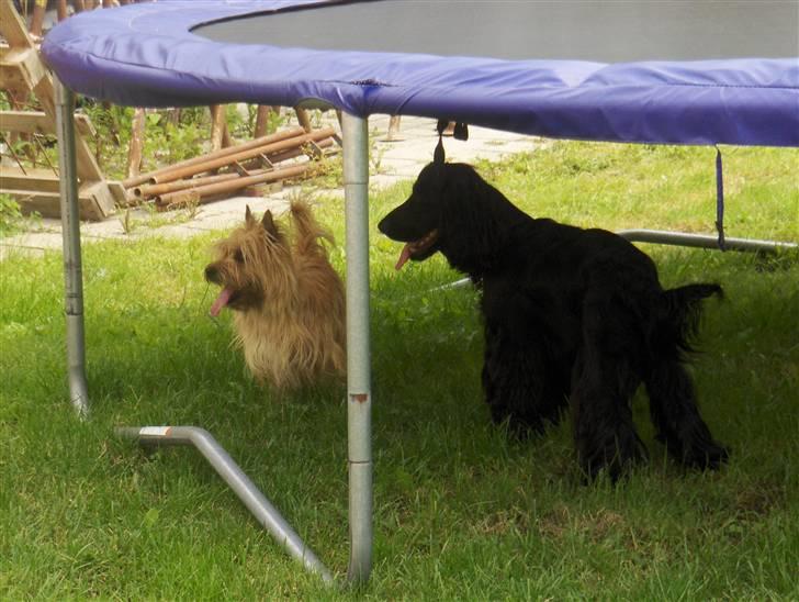 Cairn terrier Luigi billede 8