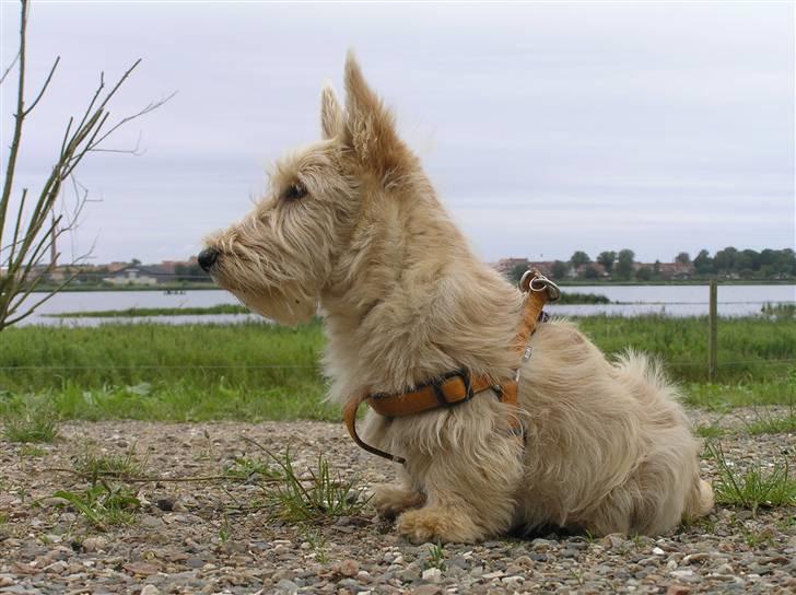 Skotsk terrier Whisky Best of Scotties  - dejlig udsigt billede 9
