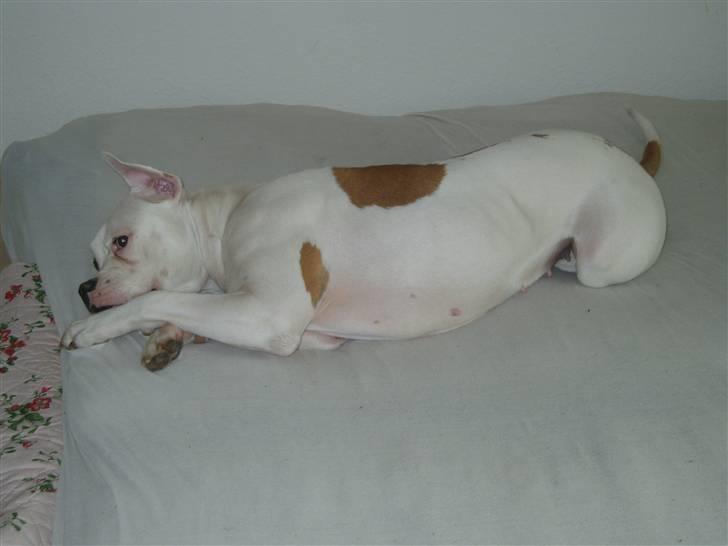 Amerikansk bulldog Xena (R.I.P mors øjesten) - Nååååå ja... der var vist noget om jeg ikke måtte ligge i sengen *stille som en ninja* billede 9