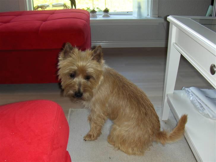 Cairn terrier Luigi billede 9