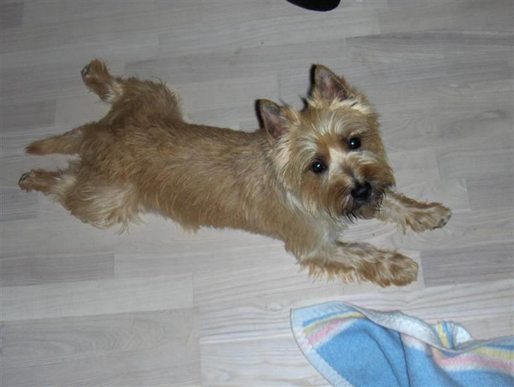 Cairn terrier Luigi billede 12