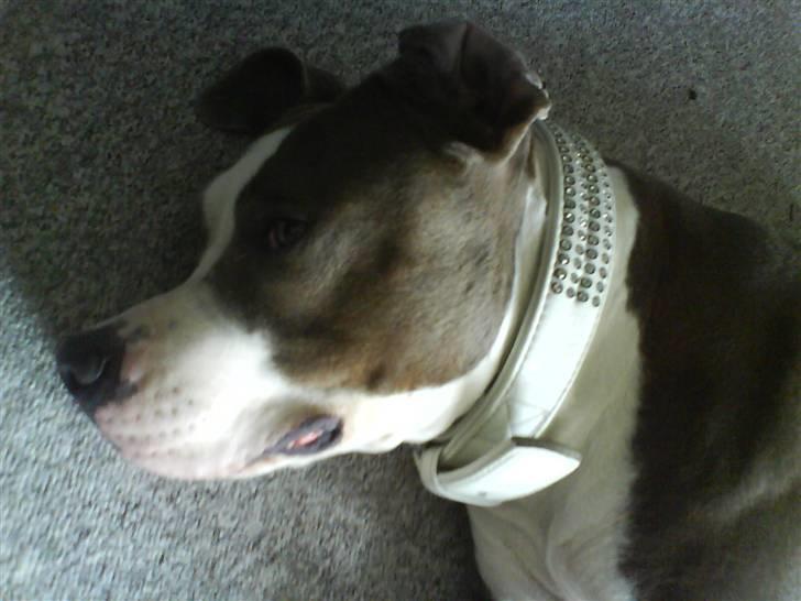 Amerikansk staffordshire terrier Tjily billede 13