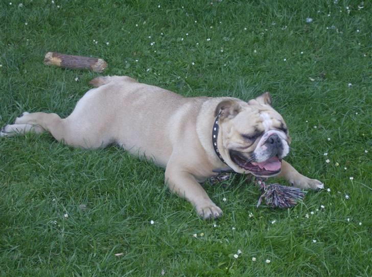 Engelsk bulldog Rynke - man blir træt af at lege billede 4