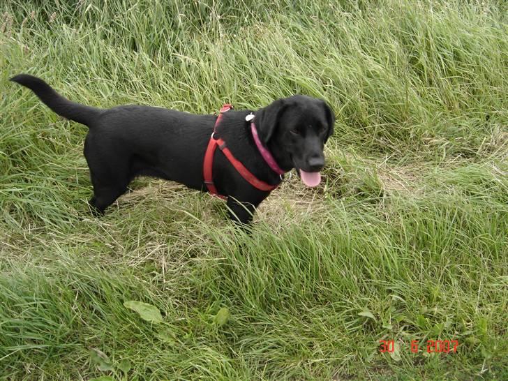Labrador retriever blackie billede 13
