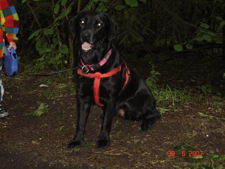 Labrador retriever blackie billede 14