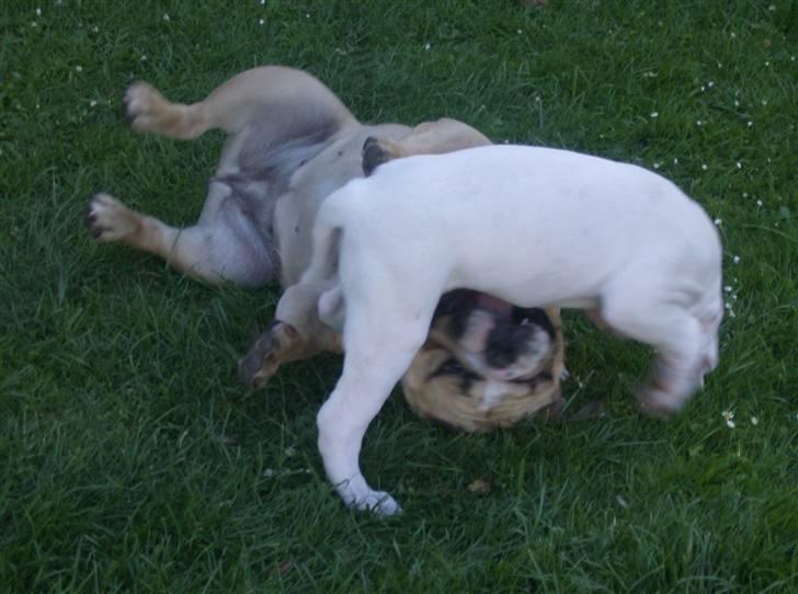 Engelsk bulldog Rynke - de hvalpe tager da livet af mig billede 5