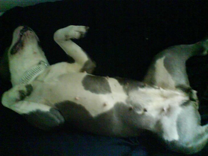 Amerikansk staffordshire terrier Tjily billede 14