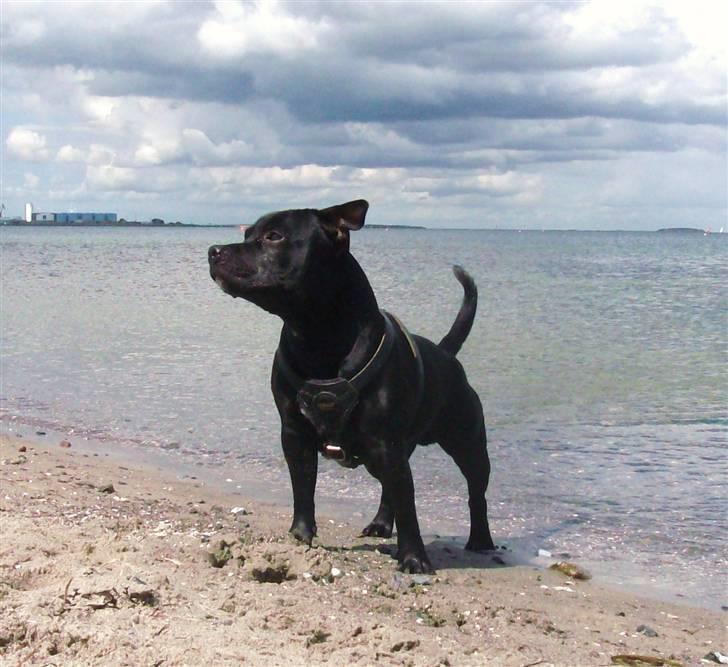 Staffordshire bull terrier Cino - Så flot er han blevet :-) næsten et år gammel. billede 1