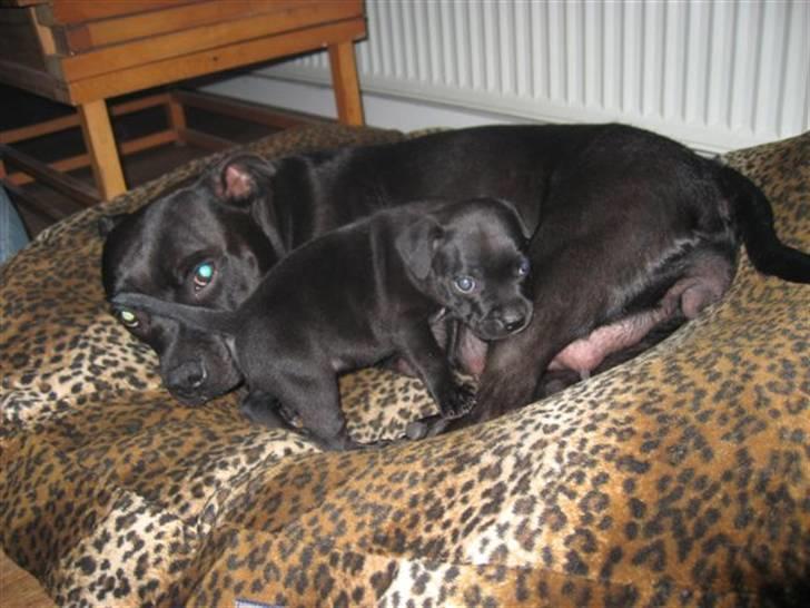 Staffordshire bull terrier Cino billede 2