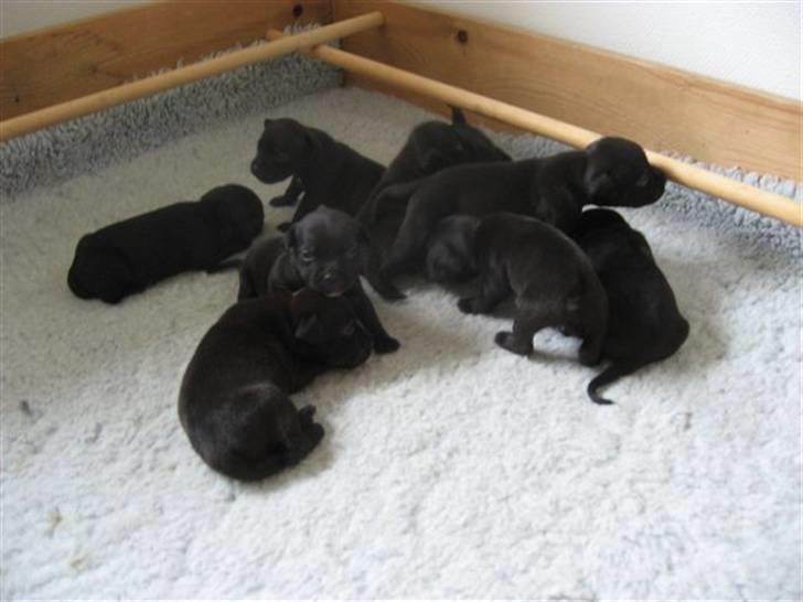 Staffordshire bull terrier Cino billede 4