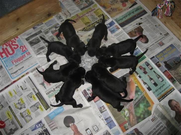 Staffordshire bull terrier Cino billede 5