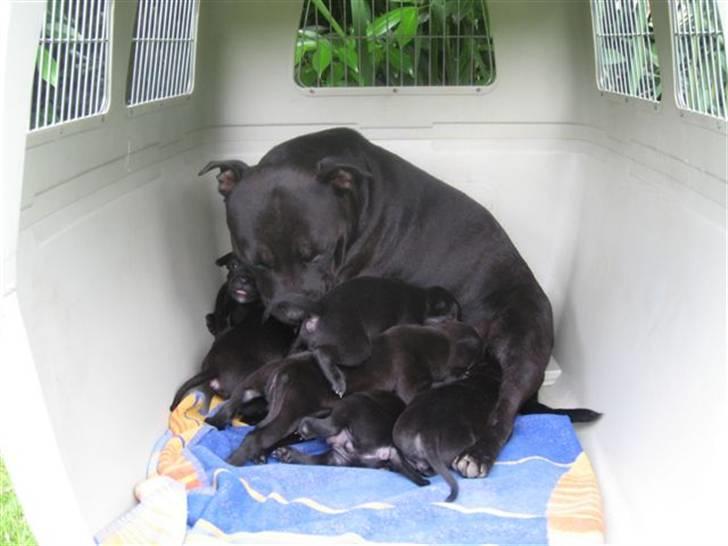 Staffordshire bull terrier Cino - Smukke Aya-prinsessen med sine små. billede 6