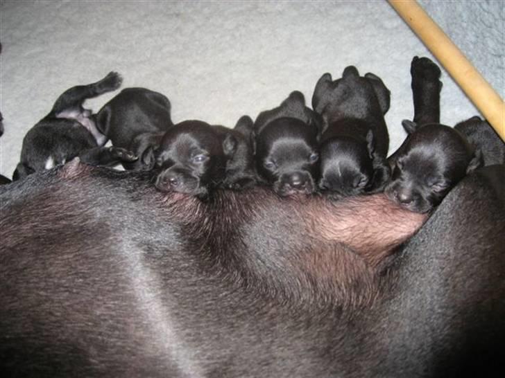 Staffordshire bull terrier Cino - Og SÅ skal vi lige have noget mælk. billede 7