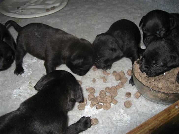 Staffordshire bull terrier Cino - Mums. billede 8