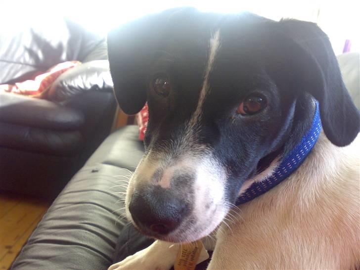 Dansk svensk gaardhund Rocky billede 1