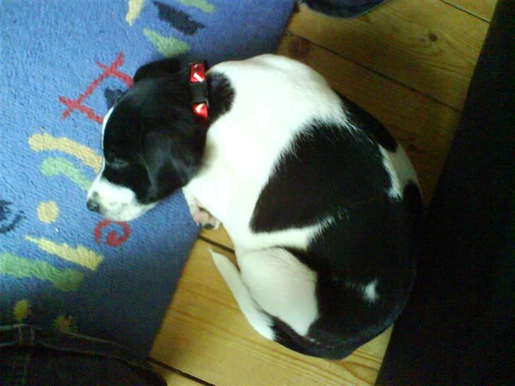 Dansk svensk gaardhund Rocky - zzzzz... billede 2