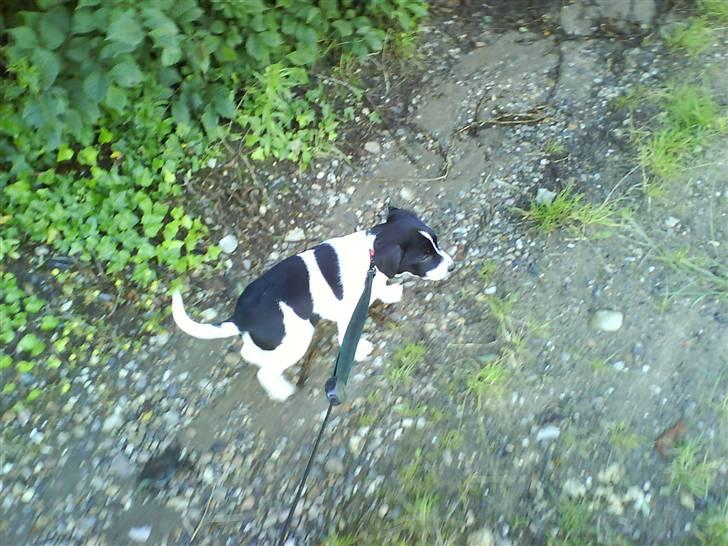 Dansk svensk gaardhund Rocky - En af Rockys første gåture... billede 3