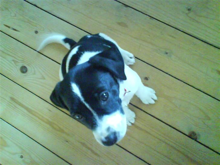 Dansk svensk gaardhund Rocky - Hvad er det for en du står med der mor? billede 4