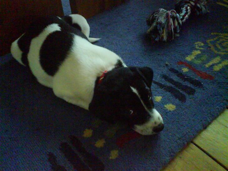 Dansk svensk gaardhund Rocky billede 5