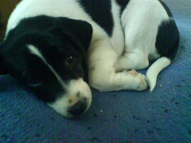 Dansk svensk gaardhund Rocky billede 6