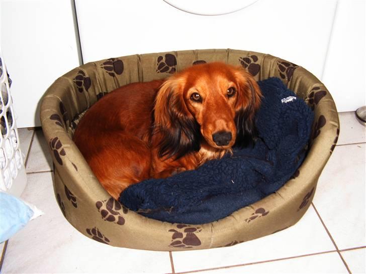 Gravhund Opalina's Alyssa Milano - Alyssa forsommer 2007 billede 1