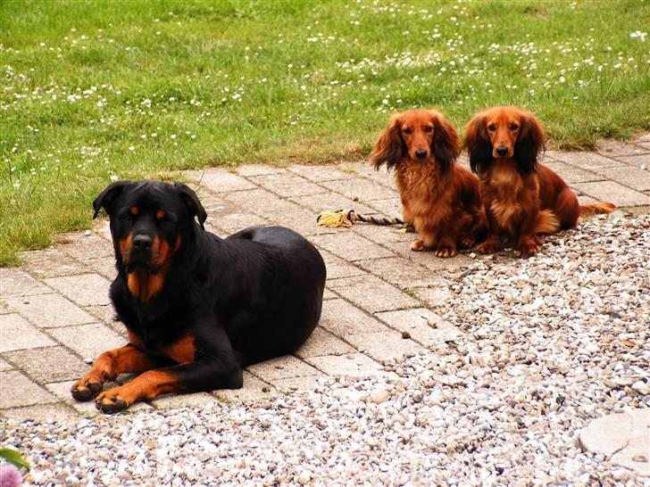 Gravhund Opalina's Alyssa Milano - Sussi, Mille, Alyssa længst til højre billede 2