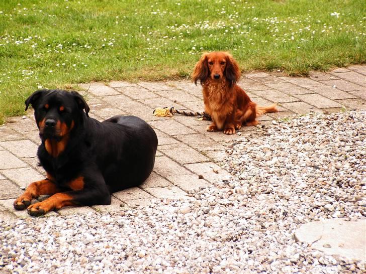 Dværggravhund Opalina's Miss Mille - Sussi og jeg sommer 2007 billede 9