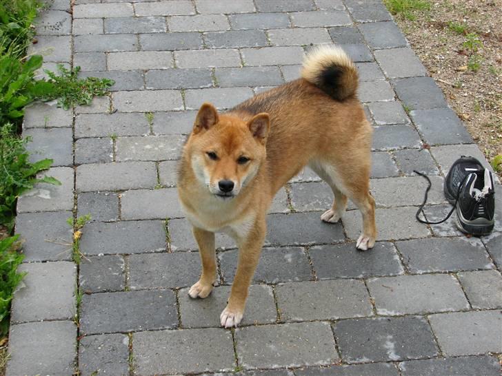 Shiba Pyrus billede 6