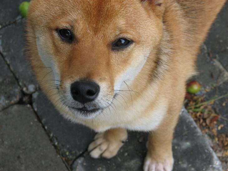 Shiba Pyrus billede 7