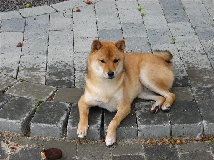 Shiba Pyrus billede 8