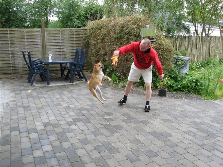 Shiba Pyrus billede 9