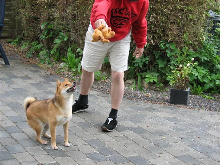 Shiba Pyrus billede 10