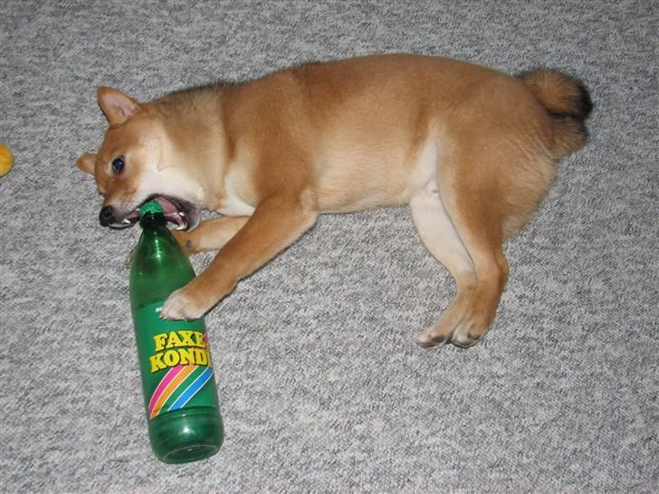 Shiba Pyrus - Smager jo godt billede 11