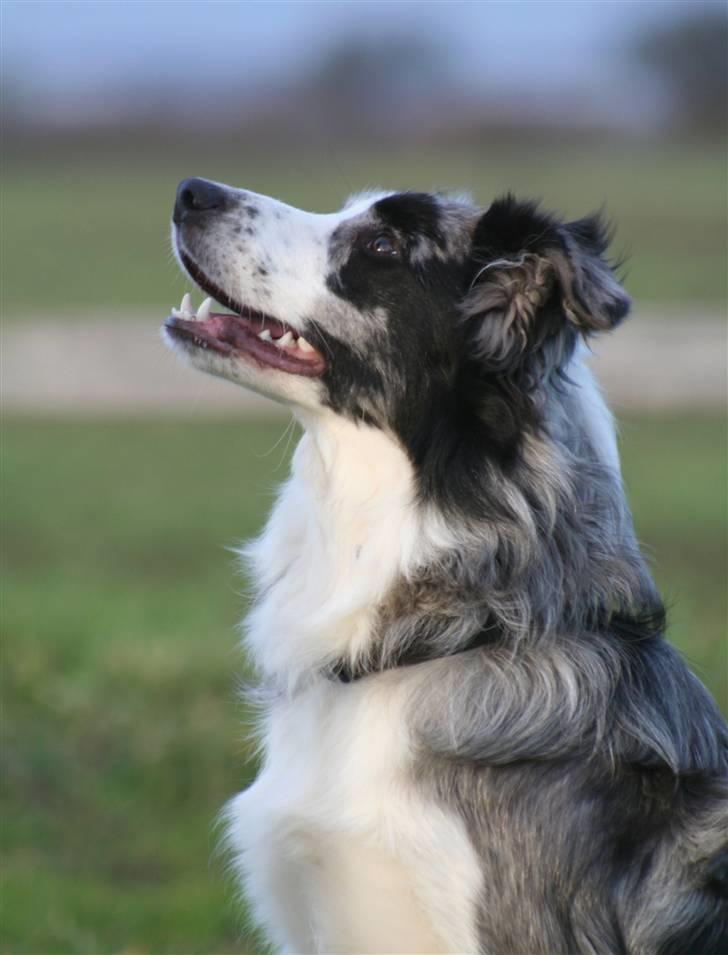 Border collie Exit - Exit - Foto:schnauzerpower.dk billede 1