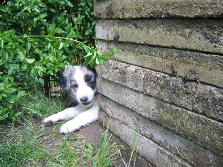 Border collie Exit - gemmeleg billede 2