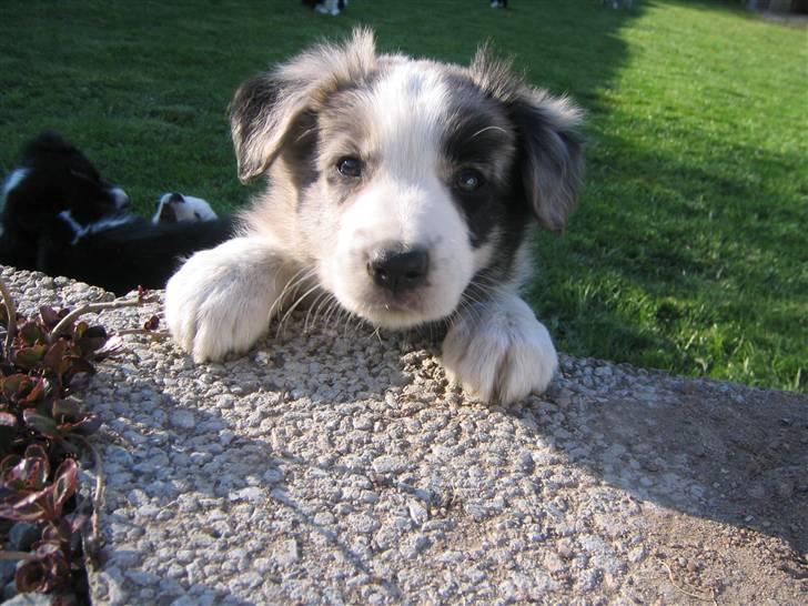 Border collie Exit - kuk kuk! billede 3