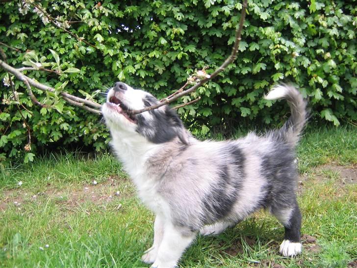 Border collie Exit - Jeg VIL vælte æbletræet billede 4