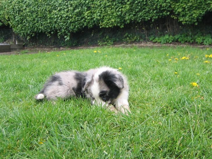 Border collie Exit - kan man gemme sig i græsset? billede 5