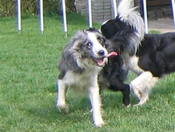 Border collie Exit - Det er svært at holde tungen lige i munden billede 6