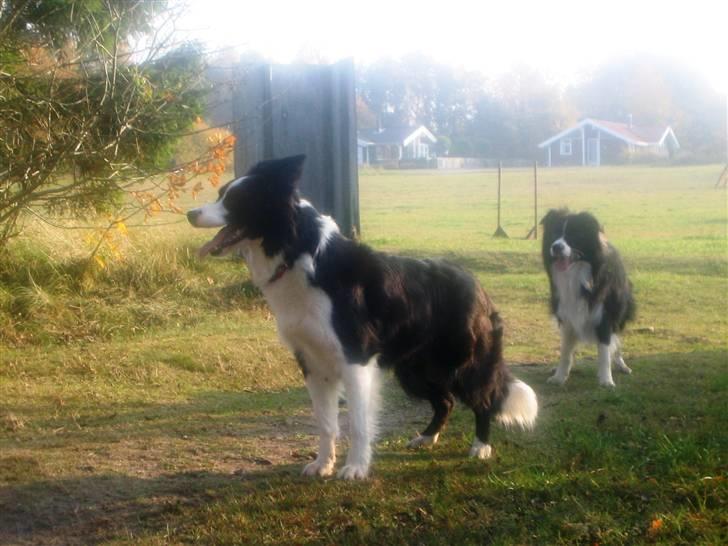 Border collie Exit - Pei Pei - Exit´s mor billede 7